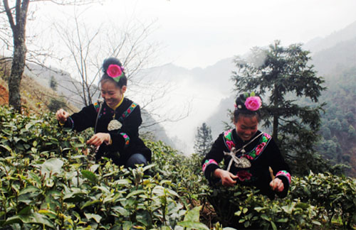 贵州雷山种植高山云雾茶助农致富