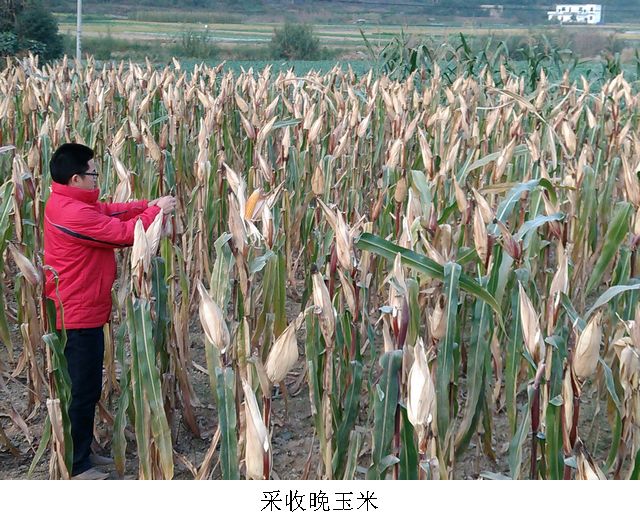 ����������������ư�嵾�����������׻����