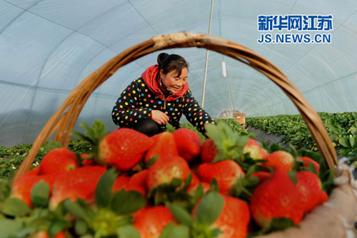 �������Ƹ��и���������Ʒ�ֲ�ݮ��ǰ����