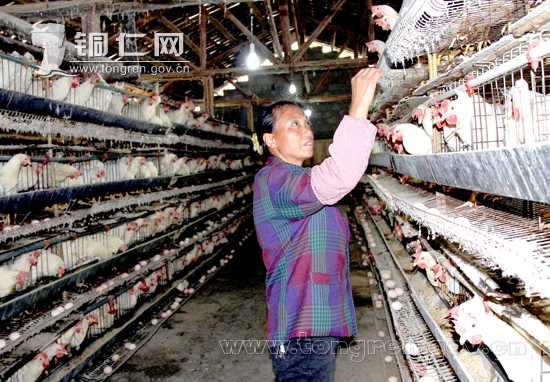 ����˼������ģʽ׳��弶���徭��