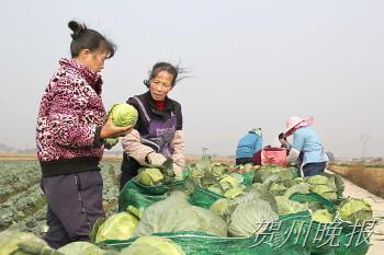 �������ݣ��ﶬ����ֲ��ũ�¸�