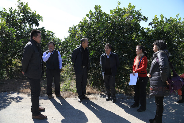 广西恭城县优势特色水果沙田柚标准园建设项目通过验收