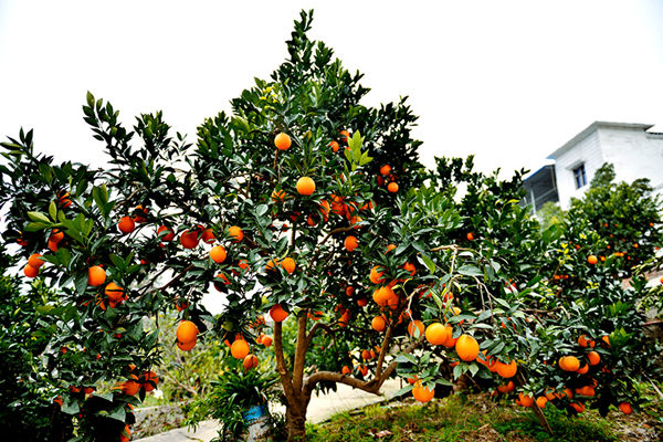 12��18�գ������ڰ�ƺ��������Ϲ����˽�ӲӵĹ�ʵ��������ȿ�ʼ�������У����30���ũ��ӭ����һ��֮����Ϊ�Ҹ����ջ񼾽ڡ�