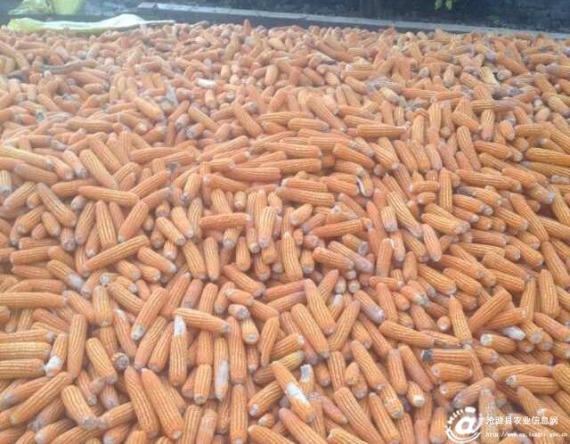 云南沧源县岩帅镇贺南村玉米喜获丰收