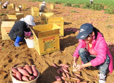 广东遂溪番薯靓丽上市赚大钱 有望成农民致富新产业