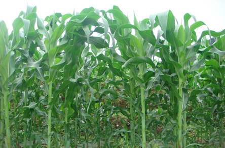 ϲԴӿƼʾͷƹũҵƼռ