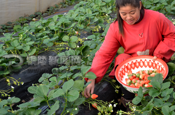 ����ͭ���У������޵Ĳ�ݮ���˰�