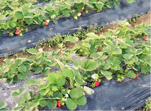 �������磺������̬��ݮ԰���ֲɵβ�ݮ�ر���