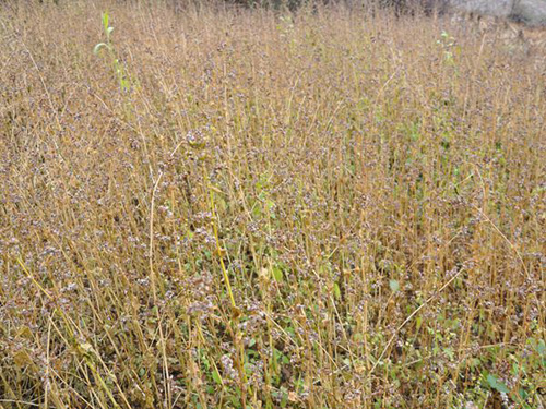 四川宁南县烤烟茬口作物秋苦荞喜获丰收