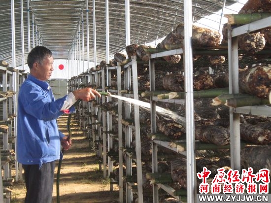 河南三门峡大王镇:食用菌产业特色农业新亮点