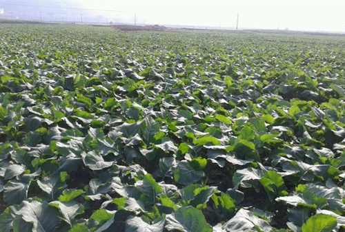 云南泸西县顺应现代农业发展需要 做好全方位服务工作