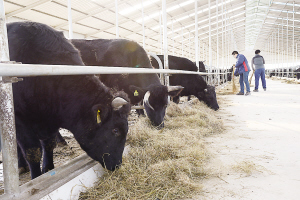 ����ҵ��չ�ص���Ŀ ������ţ��������óɹ�