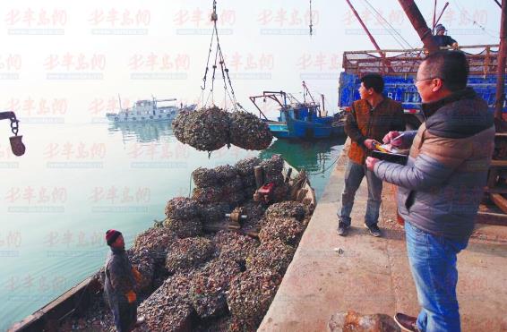 山东省红岛海蛎子进入集中收获季 一天出二三十万斤
