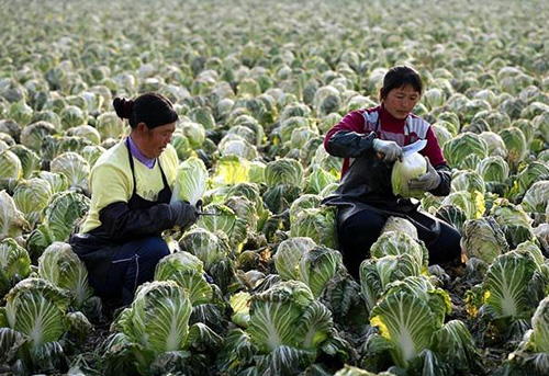 ����������չ�ݲ˲�ҵ�����۲���