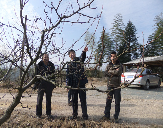 福建建宁:园艺专家指导冬季果园管理