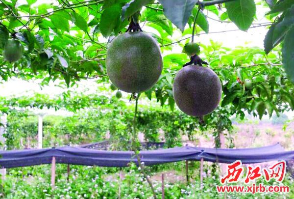 广东肇庆市德庆积极推进土地流转加快发展现代农业