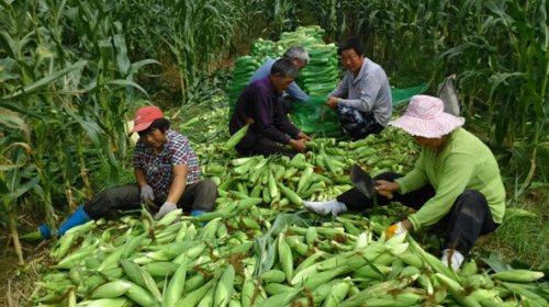 ���պ����л��ּ�ͥũ���ɳ�Ϊʡ����ͥũ��