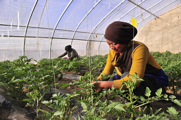 жظڵ޹߲أԱ޼֦Ҷ1223㣩