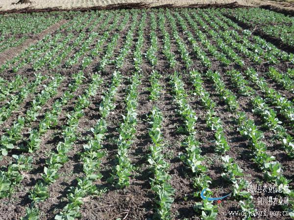 云南剑川县扎实抓好2015年小春蚕豆高产创建工作