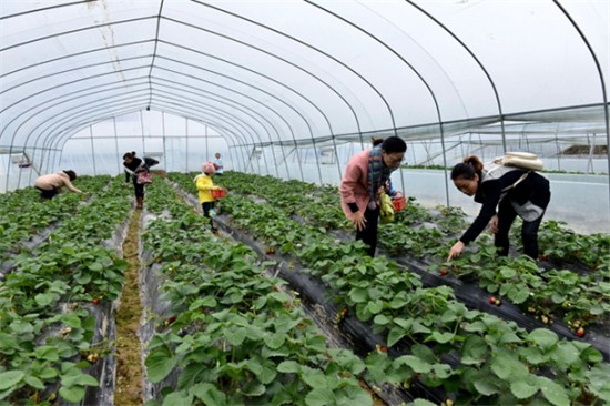 �����Ž����ǽ���ݮ�� �����ժ��