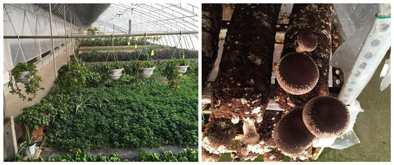 ɽ�������������ʳ�þ���������Ч