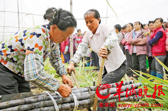 砍蔗大赛现场
