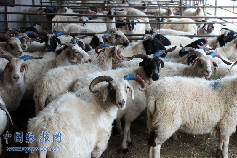 ������Ҵ��������կ������ҵ��ģ��չ��ͷ��