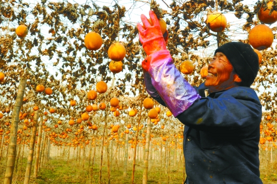 安徽铜陵市:吊瓜丰收带动农民致富