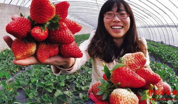 江苏东海县黄川镇 “地理草莓”抢鲜