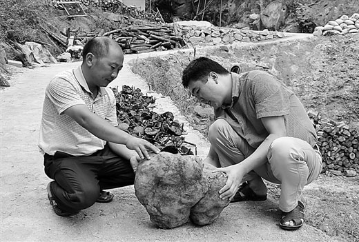 广西融水县杆洞乡大种茯苓脱贫致富见闻