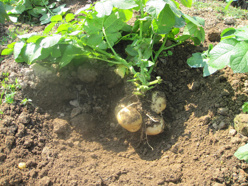 �����������������������ƽ�����