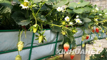 ɽ��������������ɫũҵ���Ŷ���ݮ����ũ�����¸�2