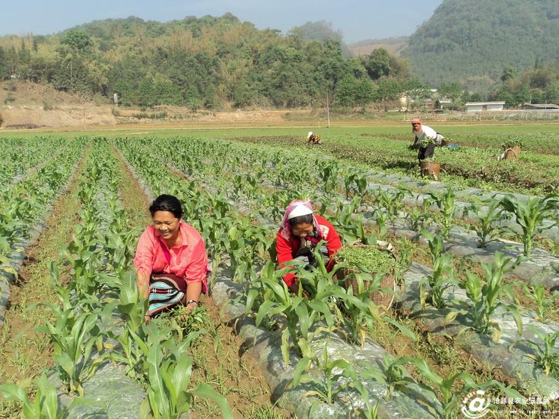 云南沧源县万亩冬玉米长势良好