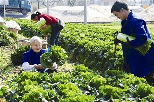 ޳ǣƹ޹߲˺ͷ߲ʵũҵЧũ