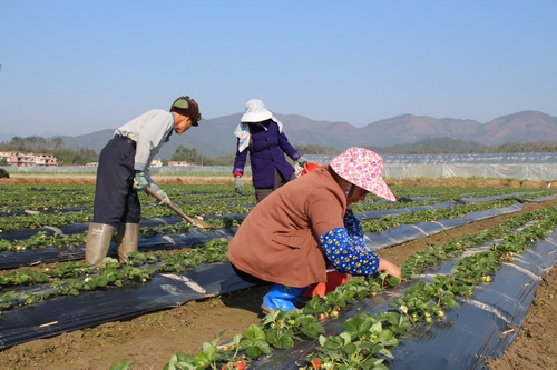 �������Ǹ۷�չ��ݮ��ֲ ����ũ������