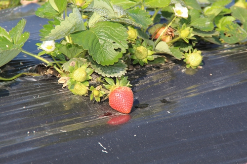 �����������еĲ�ݮ