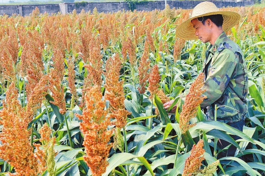 云南元江县反季节高粱丰收