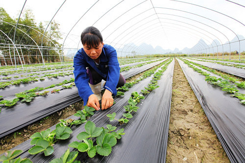 广西:仫佬山乡发展观光农业