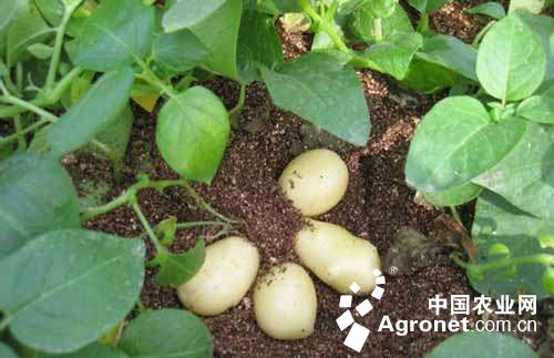 四川脱毒马铃薯成增收“金疙瘩”