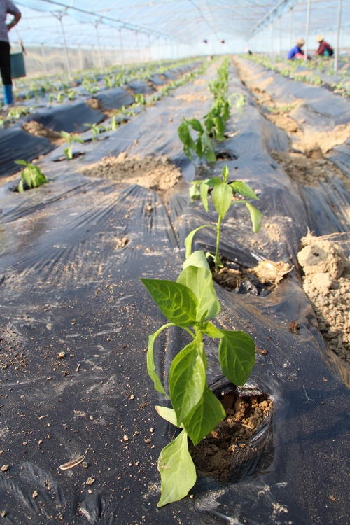 �������Ǹ��мӴ����ȷ�չ����������ֲ2