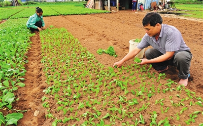 海南海口菜农 新年开局种菜忙