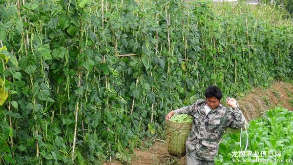 ������������Ŵ����ֲ�����޽���ٽ�ũ������