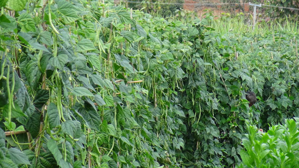 ������������Ŵ����ֲ�����޽���ٽ�ũ������2