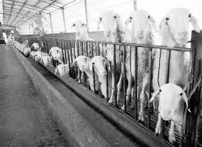 上海嘉定徐行探索从放牧式养羊向工厂化养羊转化