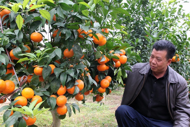 广西荔浦农民专业合作社积极引进新品种种植