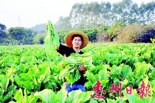 广东惠州市福田菜心“触电”卖得俏