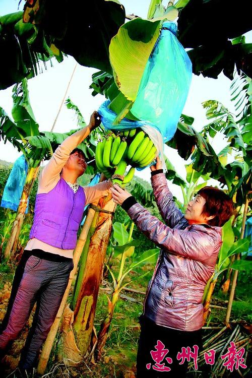 �㶫�����в����㽶����