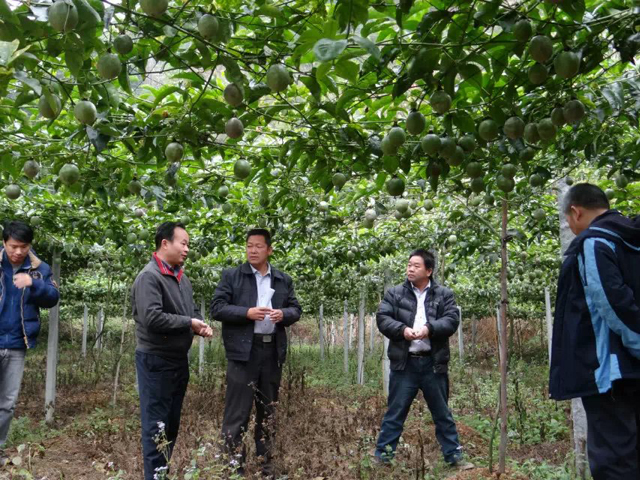 广西天峨:拥里村探索百香果下套种食用菌的经营模式