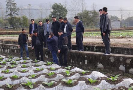 云南德宏州督查组到盈江县实地督查烤房建设及烤烟生产情况