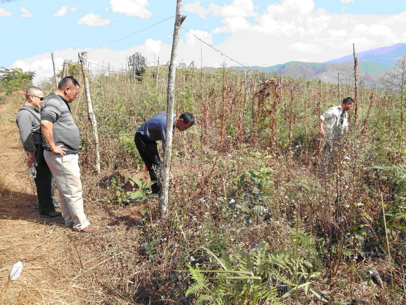 云南勐海县扶贫办到勐往乡检查紫山药种植情况